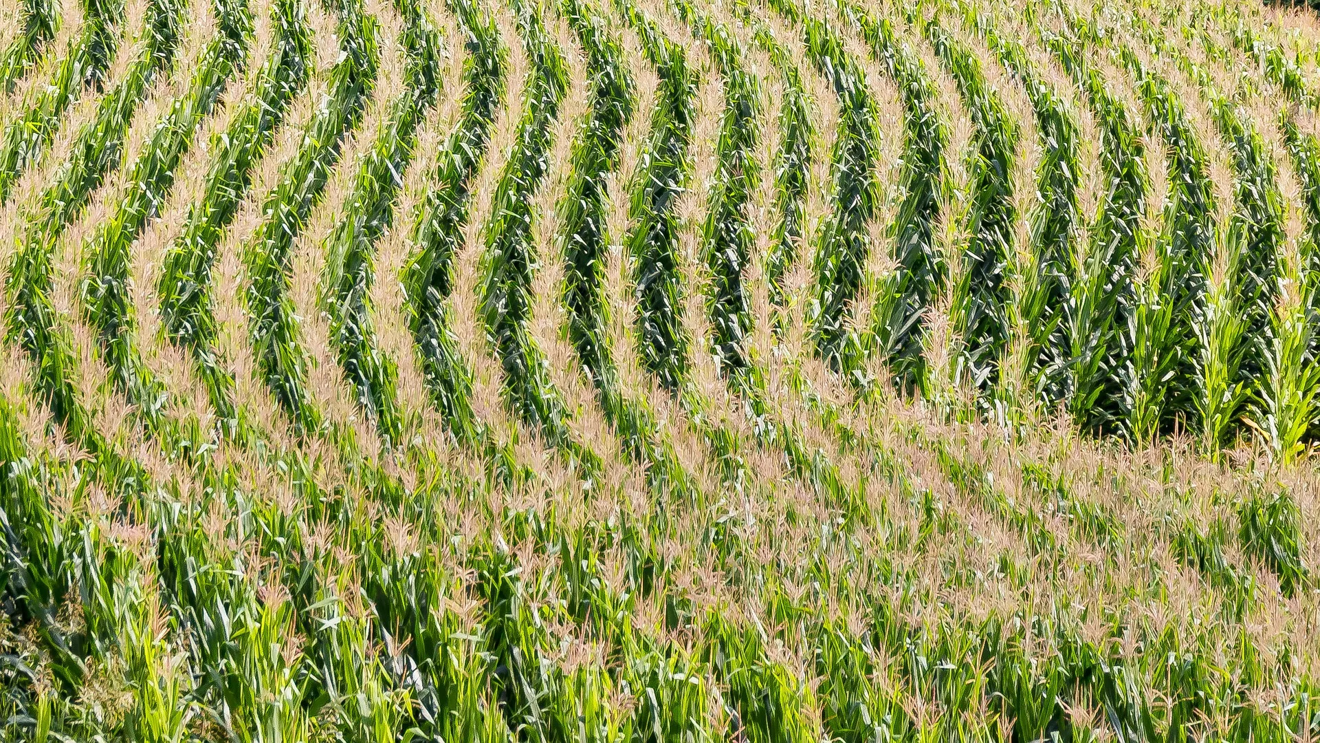 Rubrik_Landwirtschaft_Maisfeld_c._Pixabay_field-1620317_1920